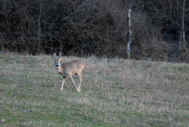 Il Capriolo